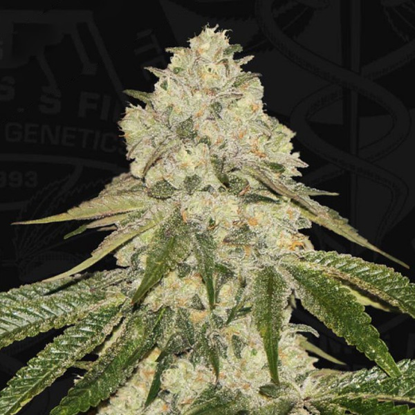 Pisthash feminizada de T.h. Seeds