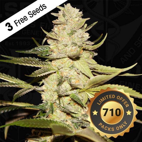 Planet Lemon feminizada de T.h. Seeds