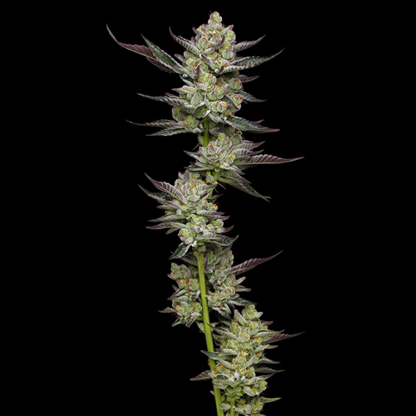 Poddy Mouth feminizada de Humboldt Seeds Company