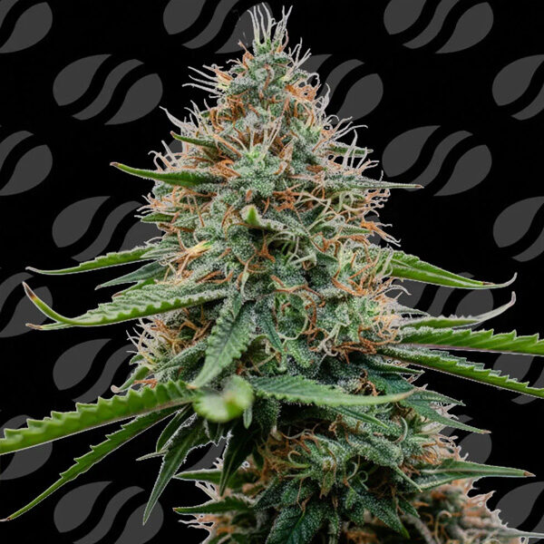 Poison Cookies Limited Editon feminizada de Original Sensible Seeds
