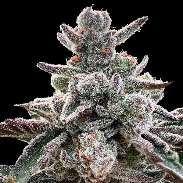 Polar Gelato "by Sherbinskis" feminizada de Silent Seeds
