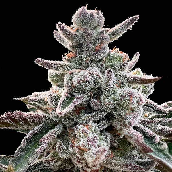 Polar Gelato "by Sherbinskis" feminizada de Silent Seeds