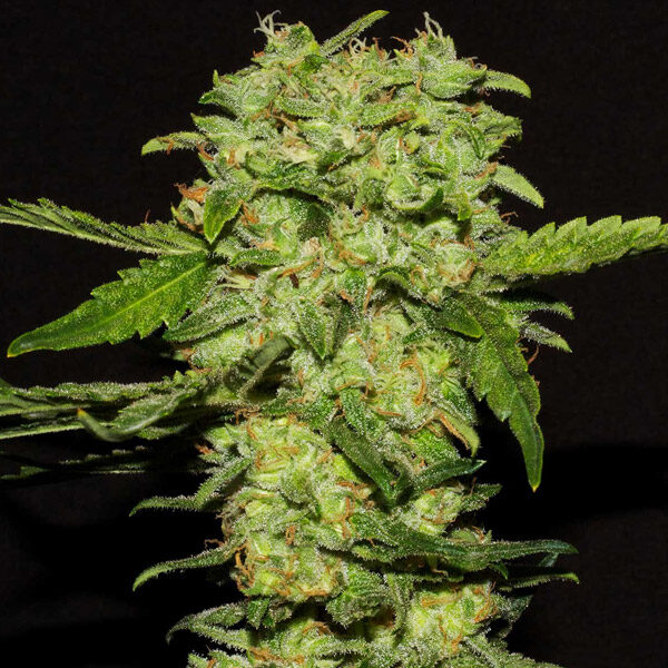 Portela feminizada de R-kiem Seeds
