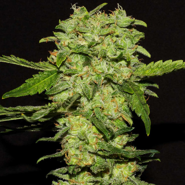 Portela feminizada de R-kiem Seeds
