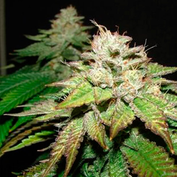 Pre 98 Bubba feminizada de The Cali Connection