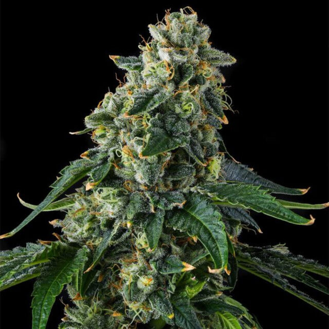 Presidential Pardon : Jfk X Eye Candy feminizada de Compound Genetics