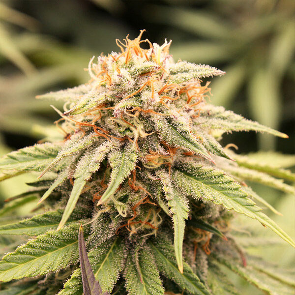 Prizmatic feminizada de Humboldt Seed Organization