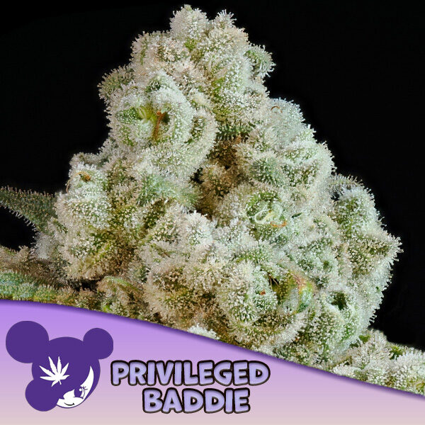 Privileged Baddie feminizada de Anesia Seeds