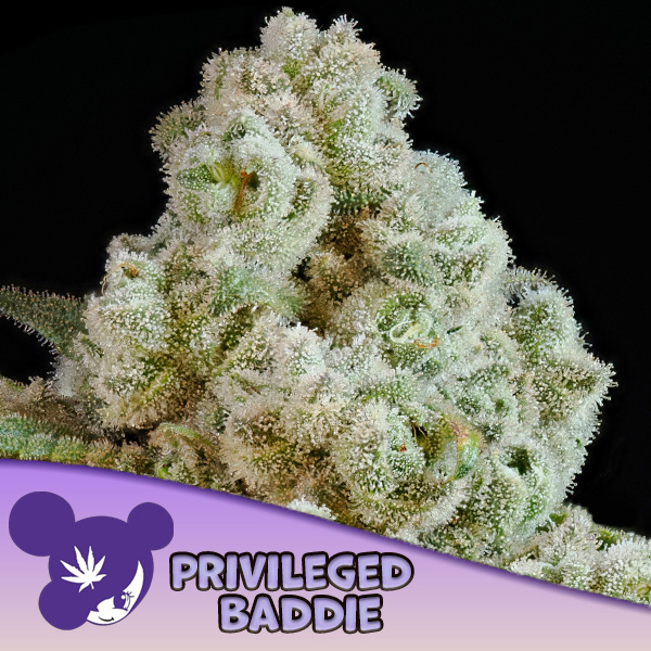 Privileged Baddie feminizada de Anesia Seeds