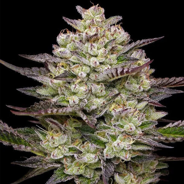 Puff Pastry feminizada de Humboldt Seeds Company