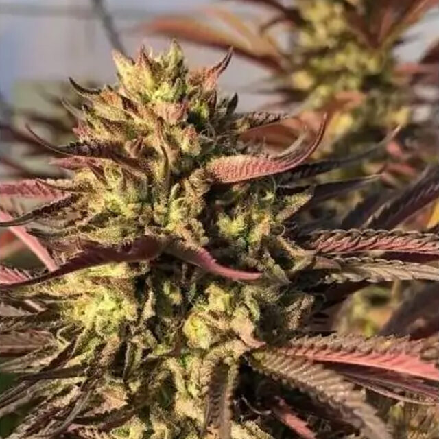 Punch & Cookies feminizada de Mamiko Seeds