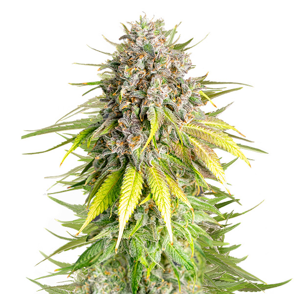 Punch Pie feminizada de Royal Queen