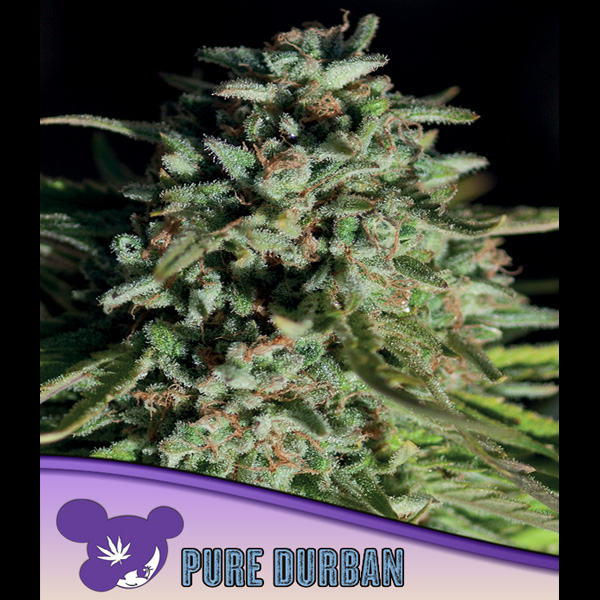 Pure Durban feminizada de Anesia Seeds