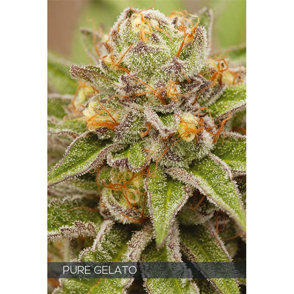 Pure Gelato feminizada de Vision Seeds