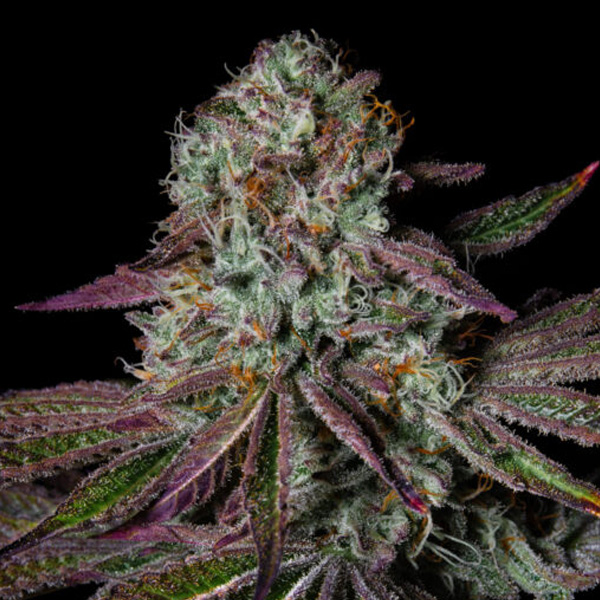 Pure Glitter feminizada de Pure Instinto