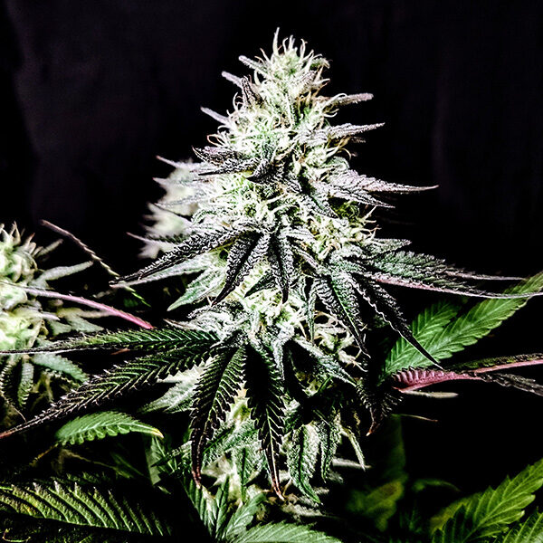 Pure Ice Cream feminizada de Pure Instinto