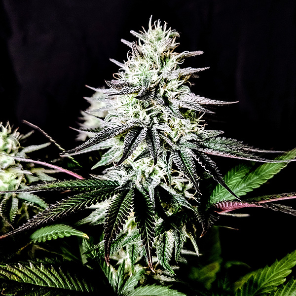 Pure Ice Cream feminizada de Pure Instinto