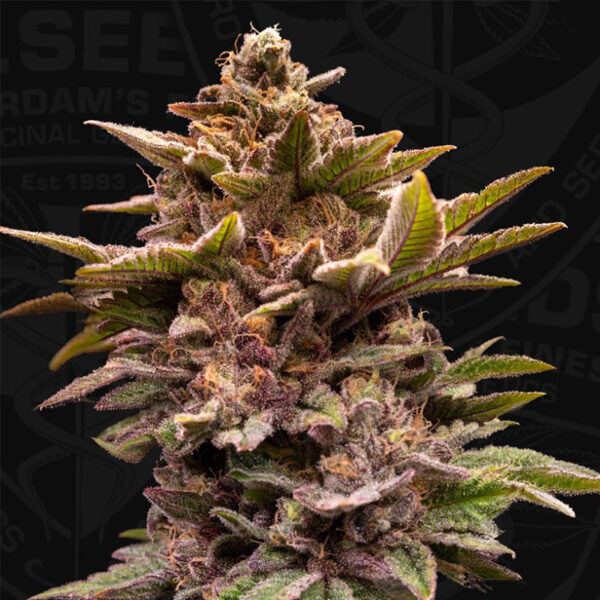 Pure Lemon Cherry feminizada de T.h. Seeds