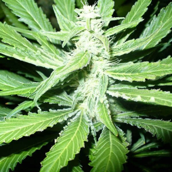 Pure Power Plant regular de Nirvana