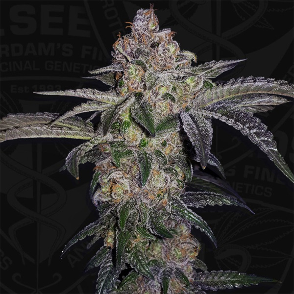 Pure Runtzy feminizada de T.h. Seeds