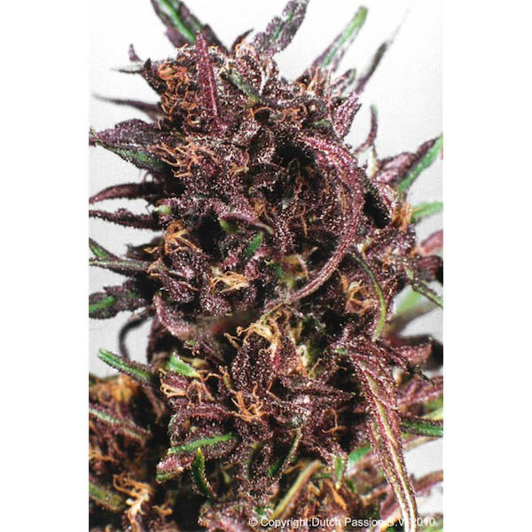 Purple #1 regular de Dutch Passion