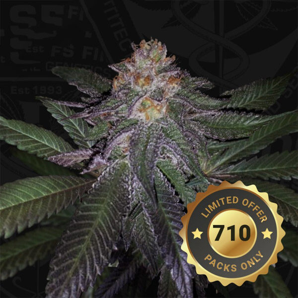 Purple Banana Cream feminizada de T.h. Seeds