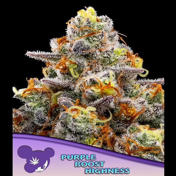 Purple Boost Highness feminizada de Anesia Seeds