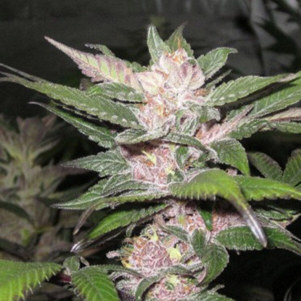 Purple Chem feminizada de The Cali Connection
