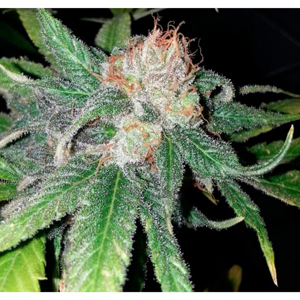 Purple Crack feminizada de The Cali Connection