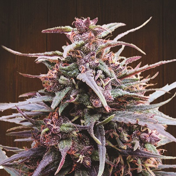 Purple Haze X Malawi feminizada de Ace Seeds