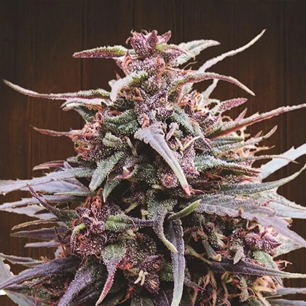 Purple Haze X Malawi regular de Ace Seeds