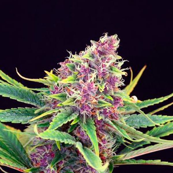 Purple Kush feminizada de Kannabia Seeds