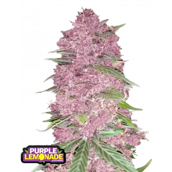 Purple Lemonade Rf3 Auto de Fast Buds