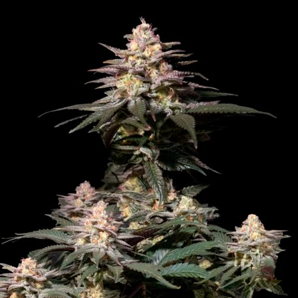 Purple Lemonade Fast Flowering feminizada de Fast Buds