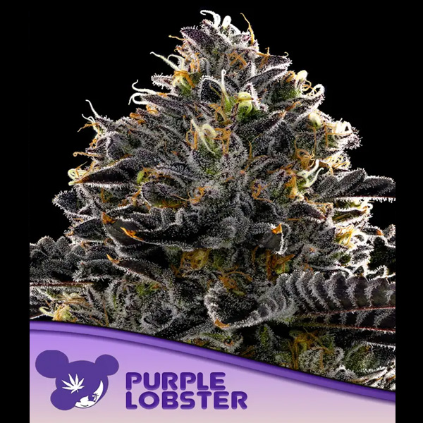 Purple Lobster feminizada de Anesia Seeds