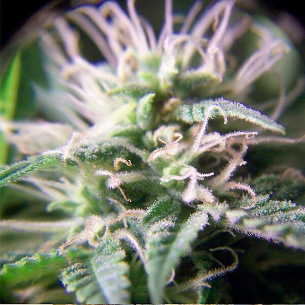 Purple Maroc feminizada de Female Seeds