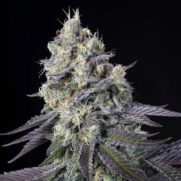 Purple Mints feminizada de Paradise Seeds