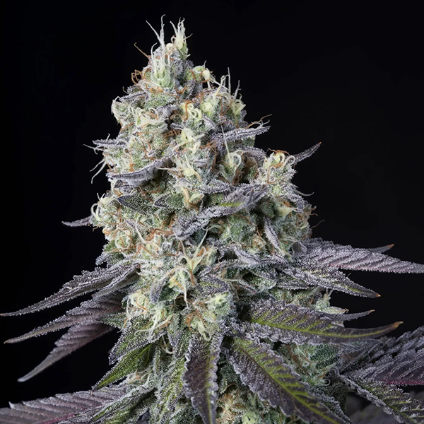 Purple Mints feminizada de Paradise Seeds