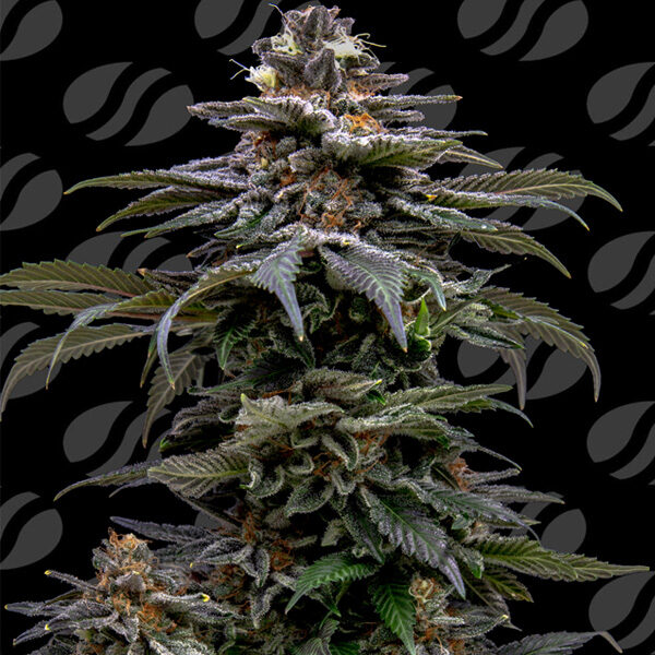 Purple Overload feminizada de Original Sensible Seeds