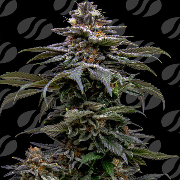 Purple Overload feminizada de Original Sensible Seeds