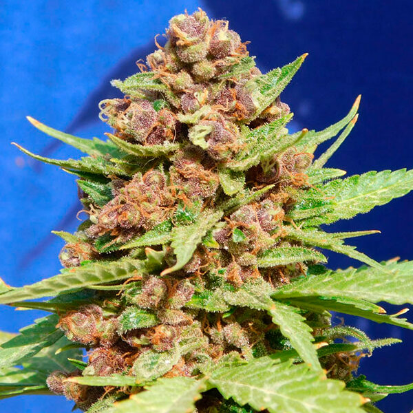 Purple Punch Cookies feminizada de Original Sensible Seeds