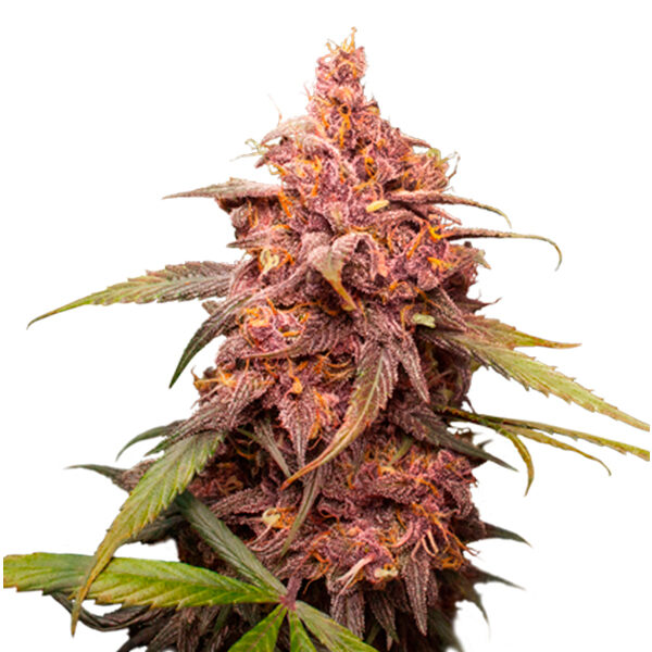 Purple Punch feminizada de Seedstockers