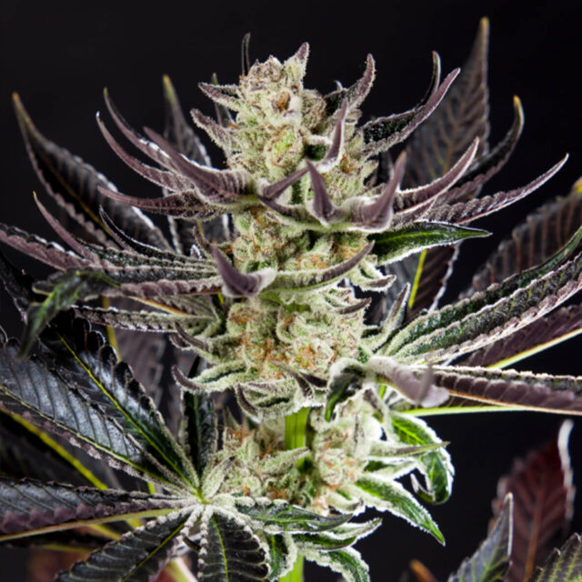 Purple Punch X Do Si Dos feminizada de Philosopher