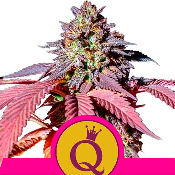 Purple Queen feminizada de Royal Queen