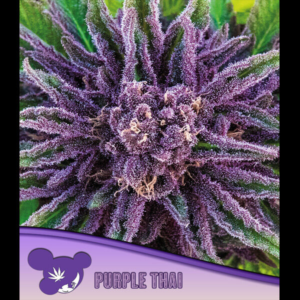Purple Thai feminizada de Anesia Seeds