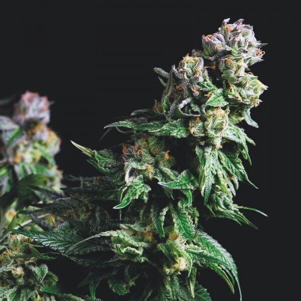 Purple Urkle feminizada de Pyramid Seeds