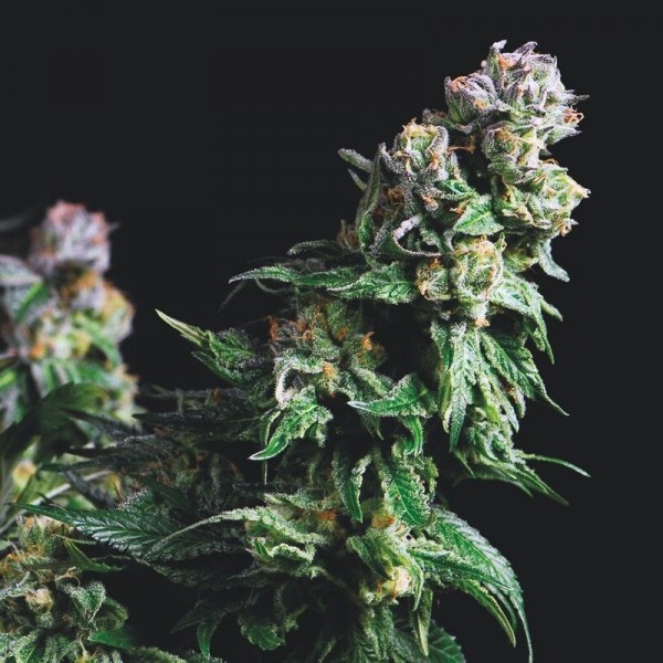 Purple Urkle feminizada de Pyramid Seeds