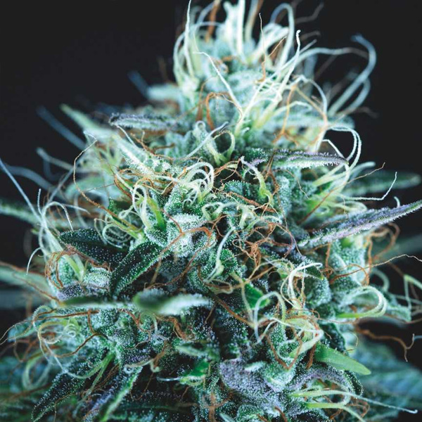 Purple Urkle X Blue Pyramid feminizada de Pyramid Seeds