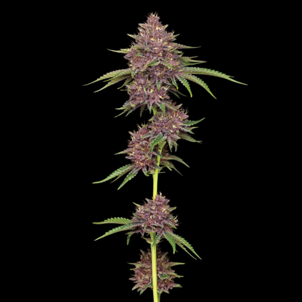 Purpz Feminized feminizada de Humboldt Seeds Company