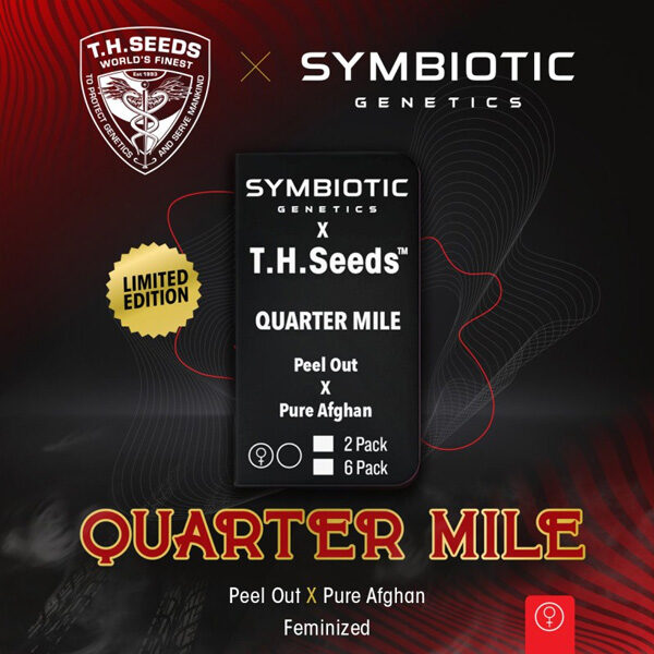 Quarter Mile feminizada de T.h. Seeds